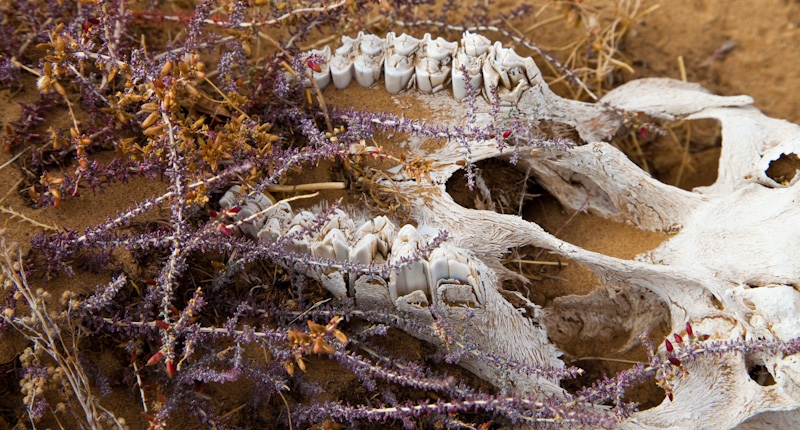 Argali Skull Detail